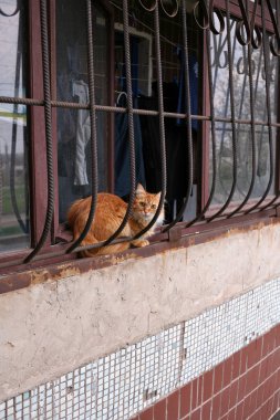 korkmuş zencefil kedi