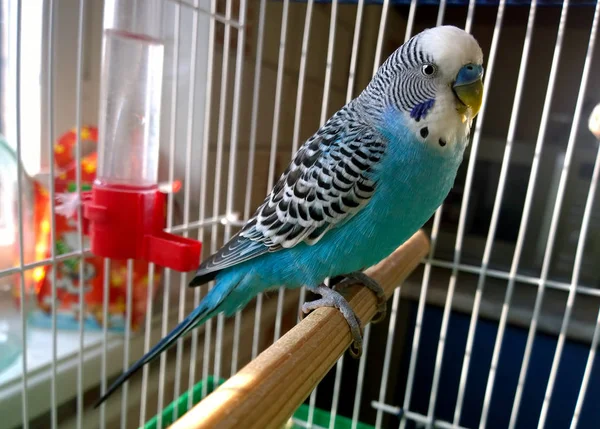 Kafeste mavi dalgalı papağan