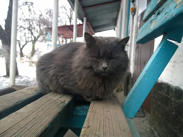 Grå katt på bänk — Stockfoto