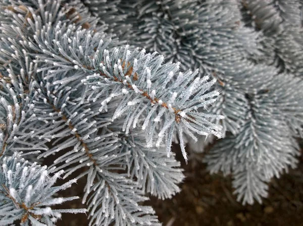 Pine branches with snow on the frozen needles — Stock Photo, Image