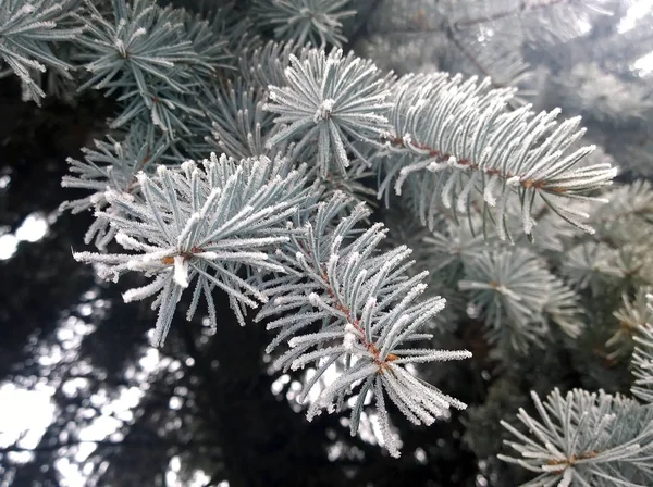 Ramas de pino con nieve y hielo congelados —  Fotos de Stock