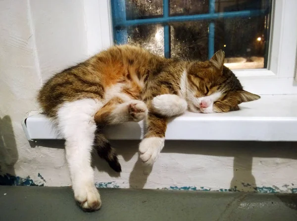 Le chat dort sur le rebord de la fenêtre — Photo