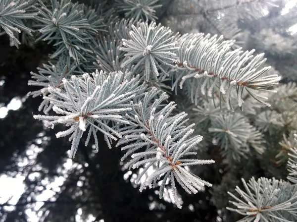 Tall grenar med frusen snö och is Stockbild