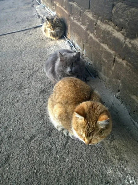 Chat errant dans le mur de la maison — Photo