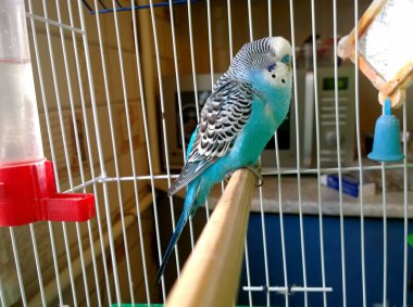 Evde papağan uyku