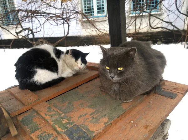 Zwei verfeindete Katzen — Stockfoto