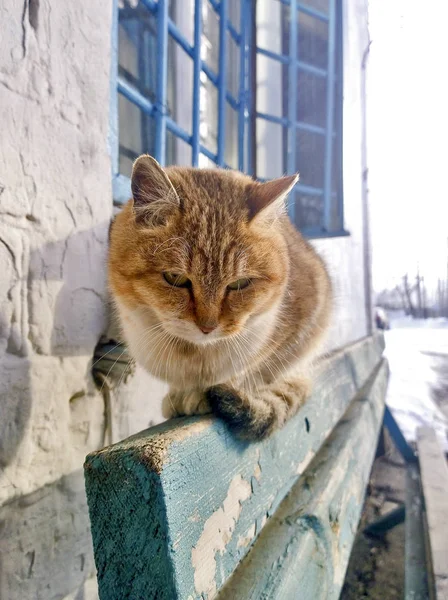 Rödhåriga katt på bänken — Stockfoto