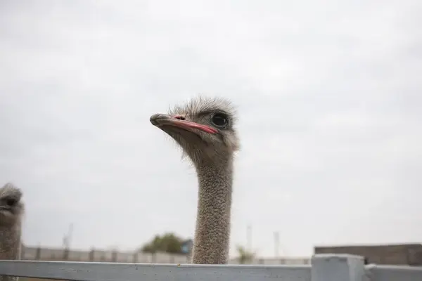 Head of the African ostrich — Stock Photo, Image
