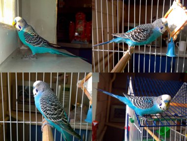 dalgalı mavi papağan