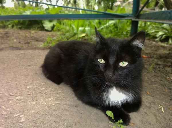 Zwarte kat met een witte vlek — Stockfoto