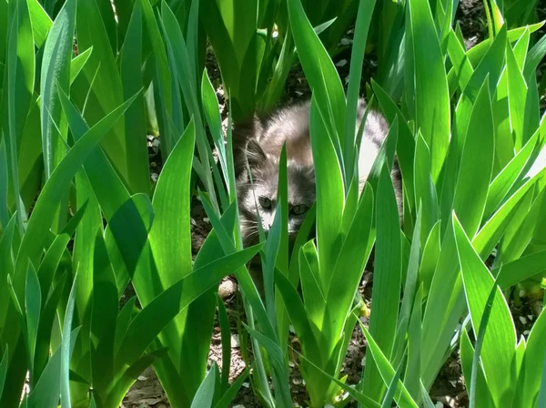 Graue Katze zwischen den Blättern der Pflanzen — Stockfoto