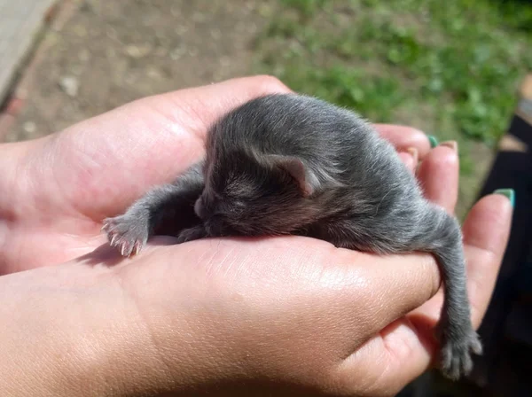 Newborn gray kitten — Stock Photo, Image