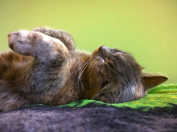 Casa gris gato dormido — Foto de Stock