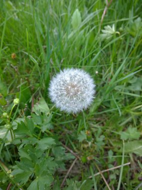 Tıbbi karahindiba çiçek tohumları