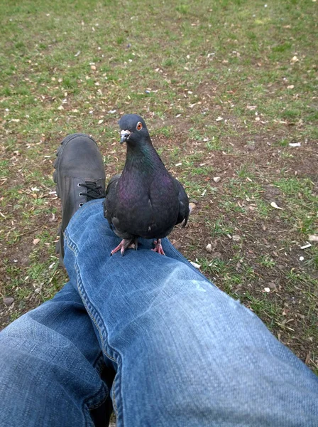 City dove on legs in person — Stock Photo, Image