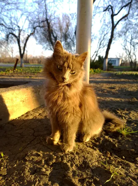 Grijze kat zonovergoten zonsondergang — Stockfoto