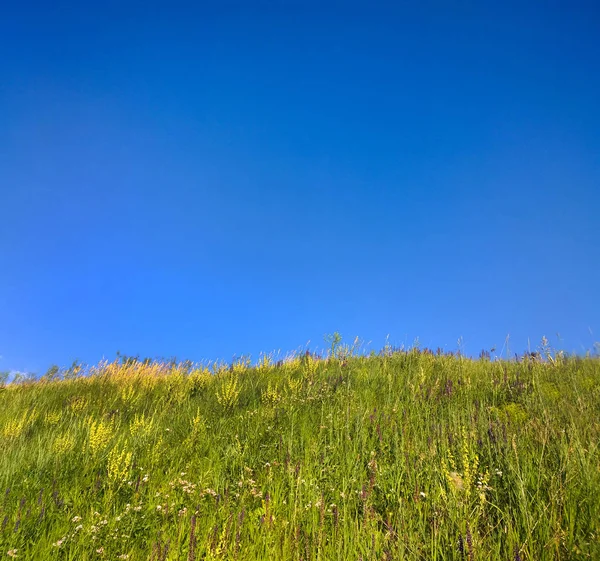 Grama verde e céu azul — Fotografia de Stock