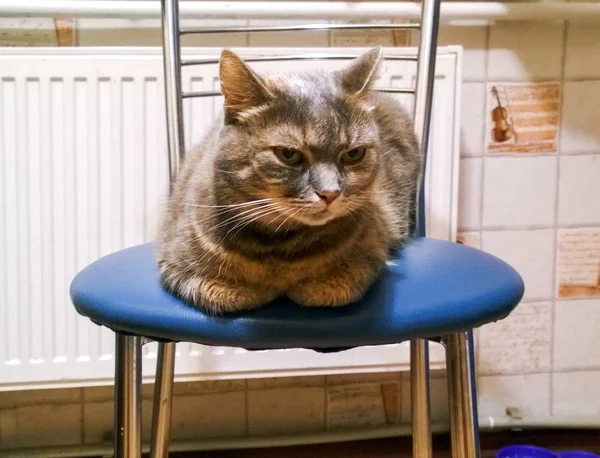 Gri kedi memnun bir burun ile — Stok fotoğraf