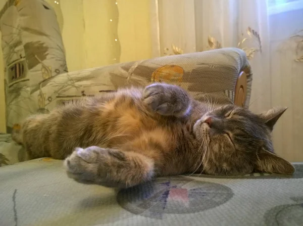 Spící kočka šedá — Stock fotografie