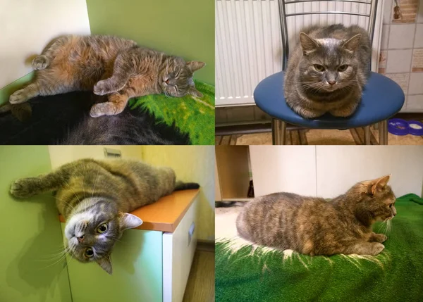 異なる姿勢で灰色の猫 — ストック写真