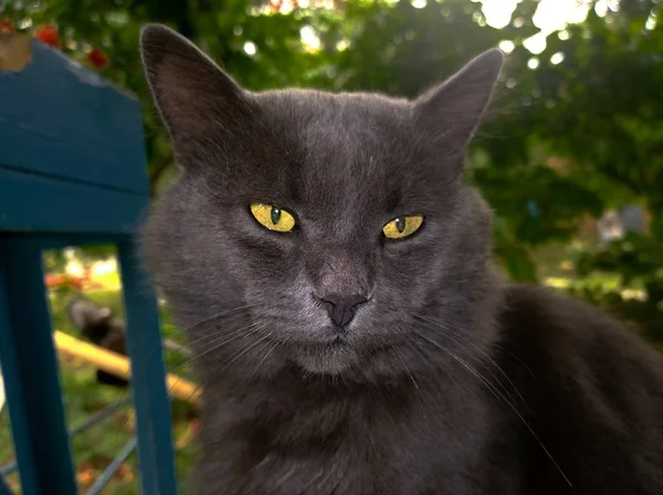 Geel-eyed grijze kat — Stockfoto