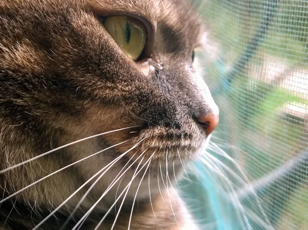 Морда серой кошки — стоковое фото