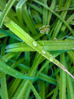 Yağmur damlalı yeşil yapraklar