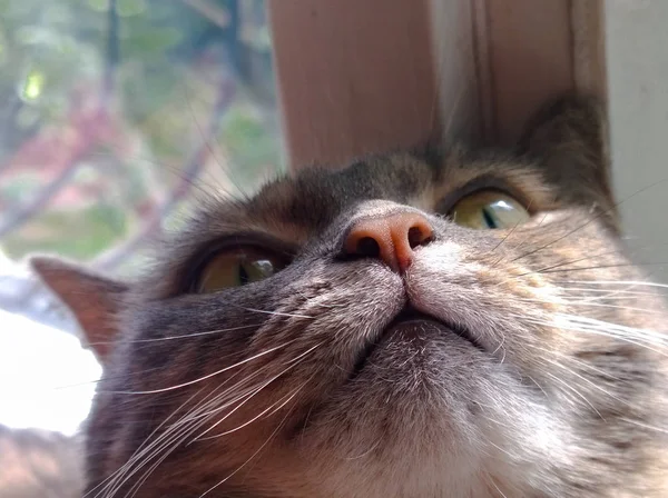 Gri kedi namlu — Stok fotoğraf