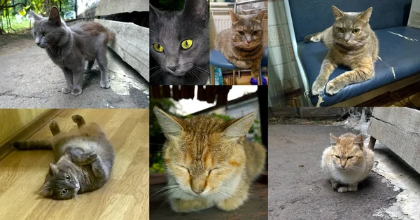 Домашні і безпритульні коти — стокове фото