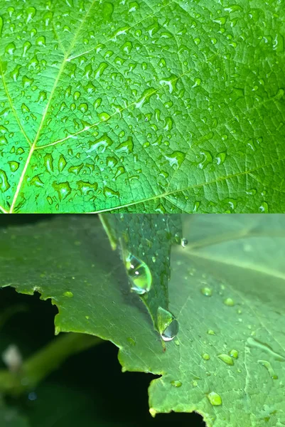 Мокрый виноградный лист — стоковое фото
