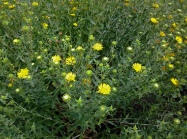 Açıklıkta sarı çiçek