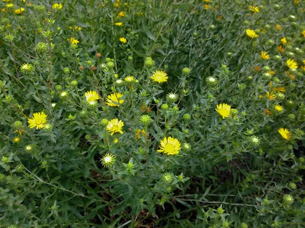 Açıklıkta sarı çiçek