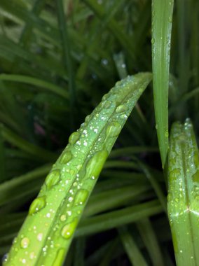 Su damlalı yeşil yaprak