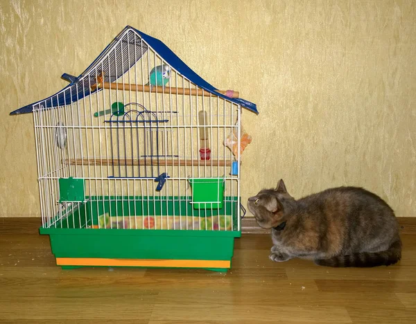 A cat is hunting a parrot — Stock Photo, Image