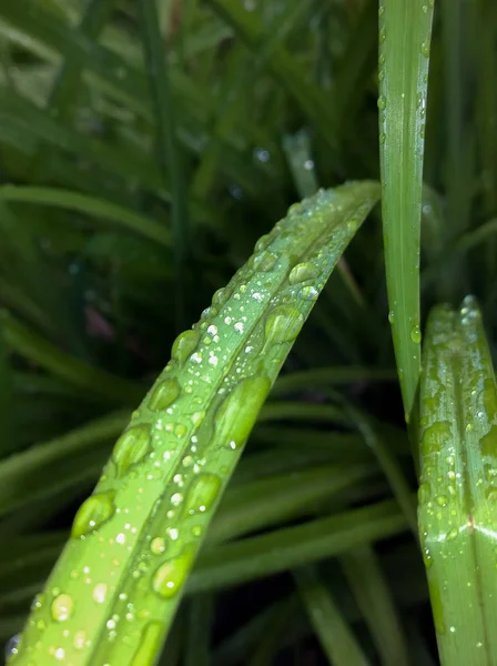 Su damlalı yeşil yaprak