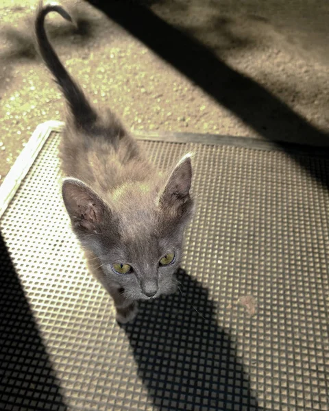 Gatinho cinzento entra na casa — Fotografia de Stock