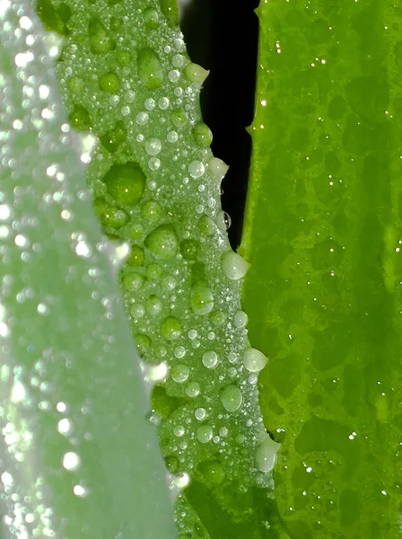 Aloe de hoja húmeda — Foto de Stock