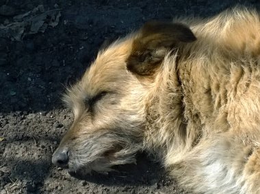 Köpek yerde yatıyor.