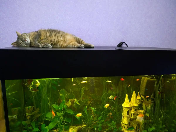 水族館のカバーの上に退屈猫 — ストック写真