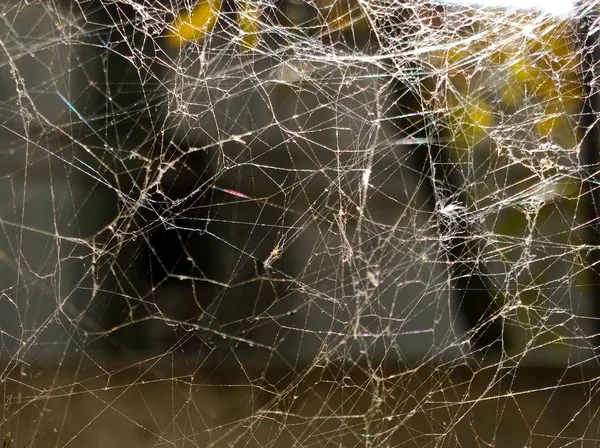 Formloses Spinnennetz — Stockfoto