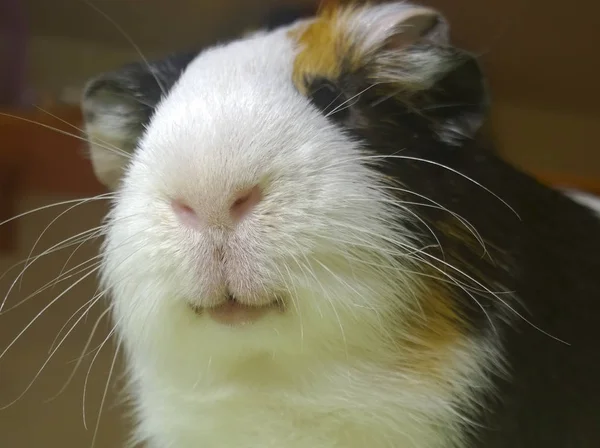 The guinea pig pet — Stock Photo, Image