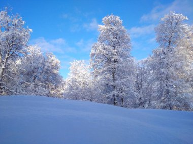  Güzel kış manzarası. Ağaçlar, gökyüzü, bir sürü kar..