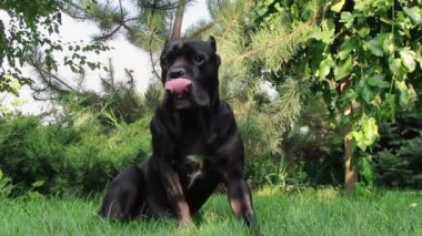 Köpek Çubuğu Corso 'nun siyah rengi ılık yaz güneşinin yeşil çimlerinde güneşleniyor.