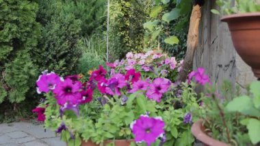 Narin mavi ipomoea çiçeği güneşli bir günde yaz bahçesinde rüzgarda sallanıyor.