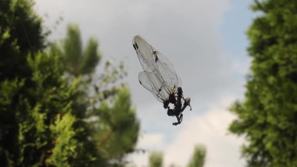 Light Breeze Dragonfly Caught Web Sways Spider — Stock Video