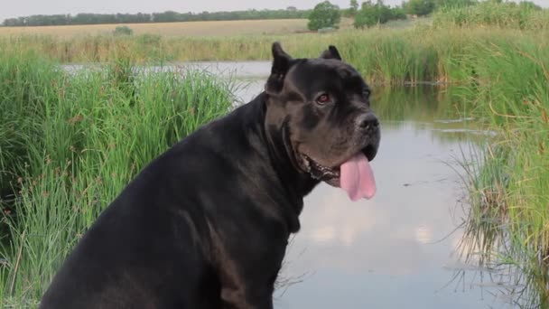Een Heldere Zomerdag Een Mooie Jonge Zwarte Cane Corso Hond — Stockvideo