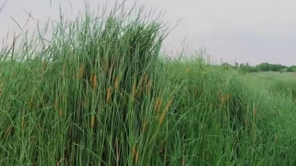 Solig Sommardag Svajar Vacker Gul Grön Vassplanta Lätt Vinden — Stockvideo