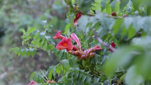 Lehkém Vánku Tecoma Campsis Oranžová Kymácí Podél Které Mravenci Pomalu — Stock video