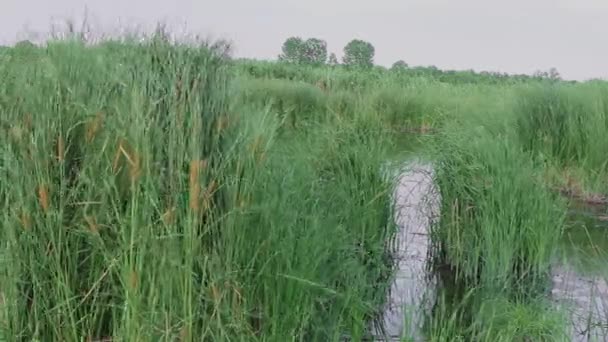 Solig Sommardag Svajar Vacker Gul Grön Vassplanta Lätt Vinden — Stockvideo