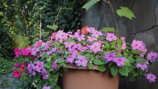 Zarte Blaue Ipomoea Blume Wiegt Sich Wind Sommergarten Einem Sonnigen — Stockvideo